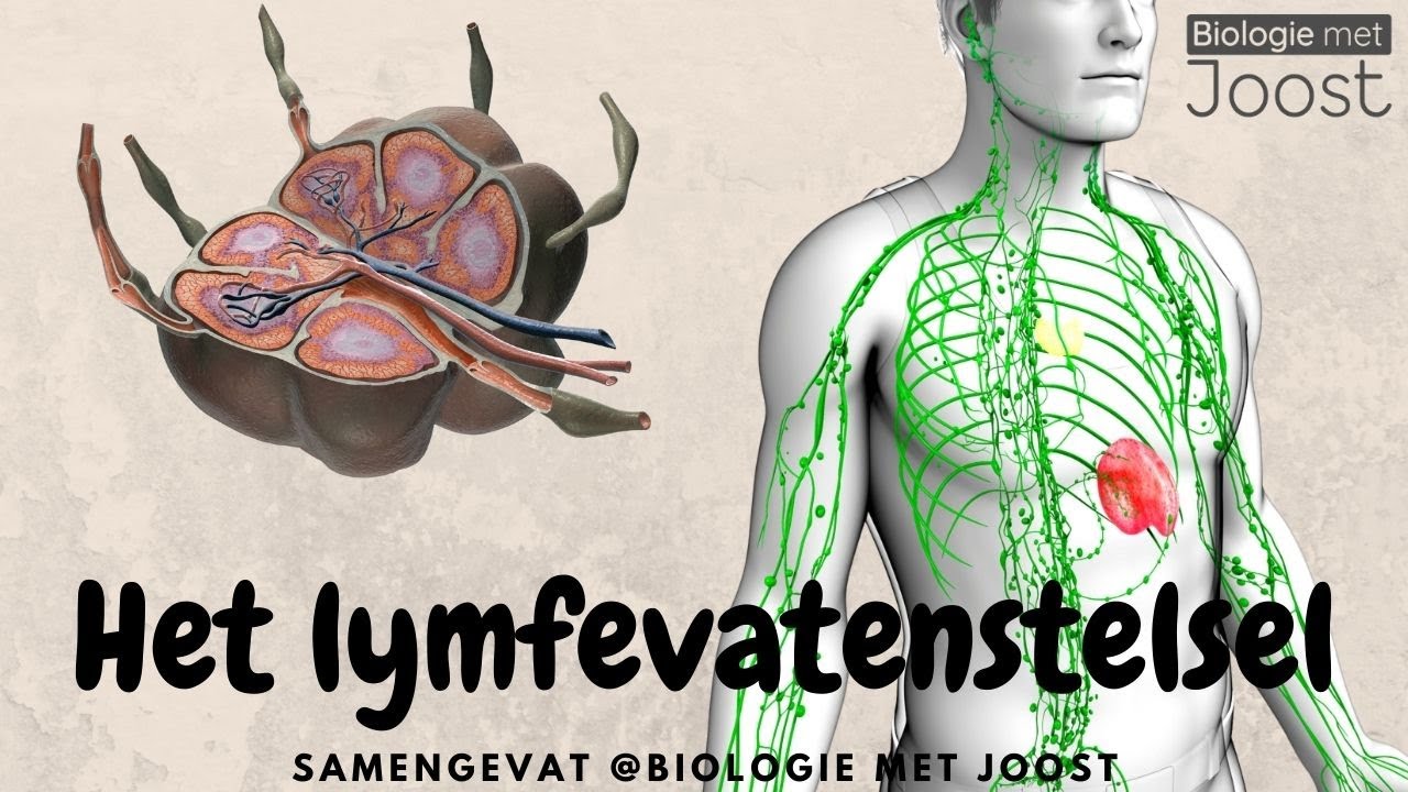 Wat Is De Functie Van Weefselvloeistof