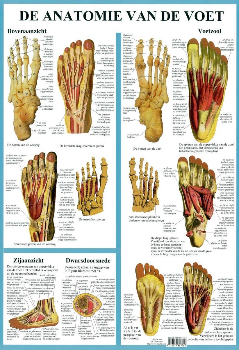 Het menselijk lichaam - anatomie poster voetskelet en voetspieren - Masseerden Delen Van De Voet