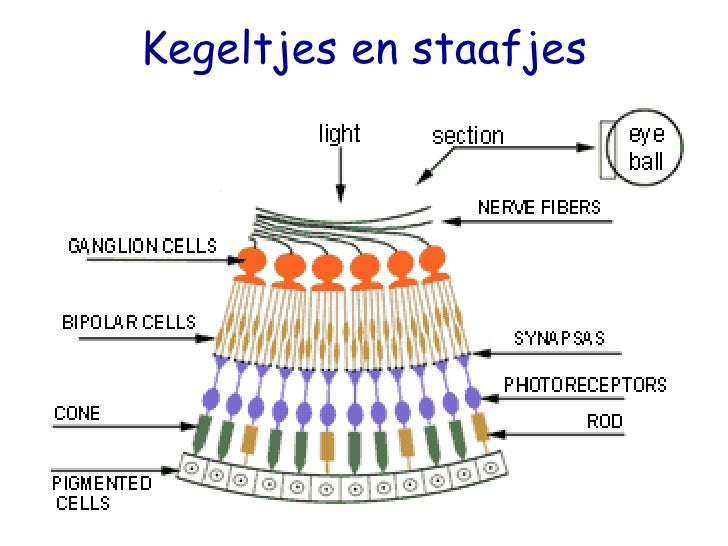 Het menselijk oog - Functie Staafjes En Kegeltjes Oog