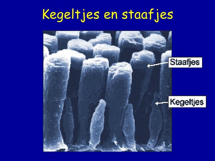 Het menselijk oog - Staafjes En Kegeltjes In Het Oog