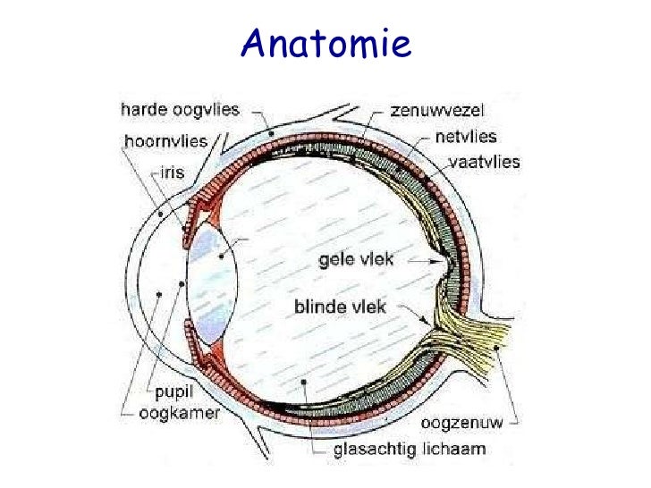 Het menselijk oog - Kegeltjes En Staafjes In Het Oog