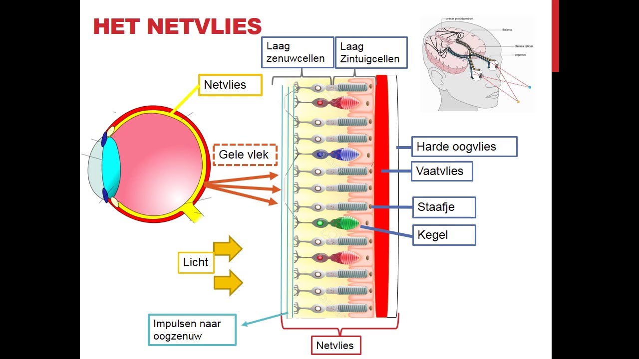 Het netvlies - kegeltjes en staafjes - YouTube - Functie Staafjes En Kegeltjes Oog
