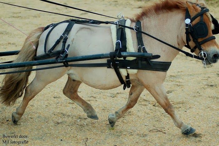 Het Paard Achter De Wagen Spannen Betekenis