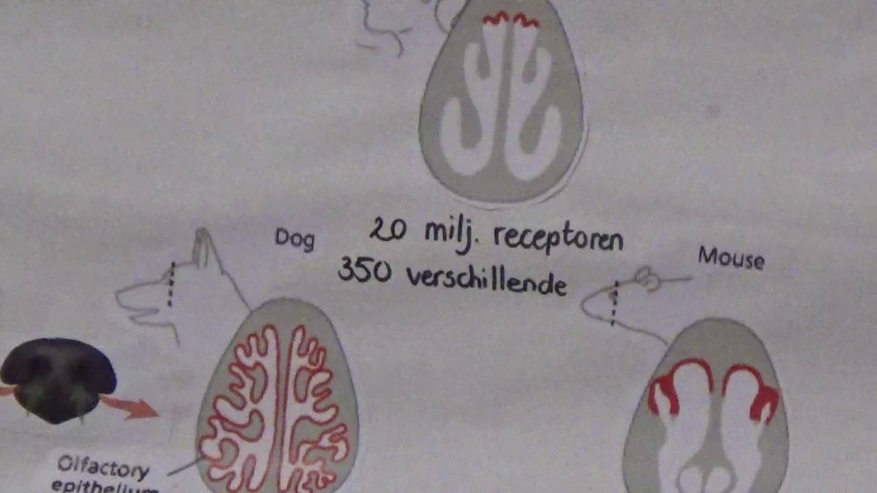 Het reukzintuig presentatie ZZS - YouTube - Waar Liggen De Reukzintuigcellen Van Het Reukzintuig