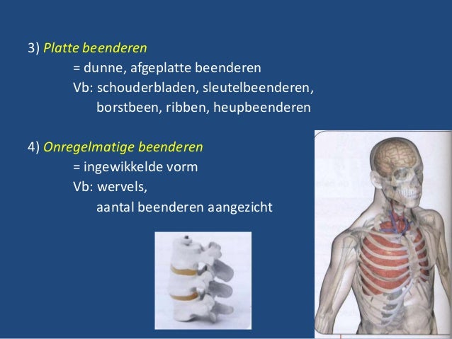 Het skelet - Van Welke Beenderen Heeft De Mens Twaalf Paar