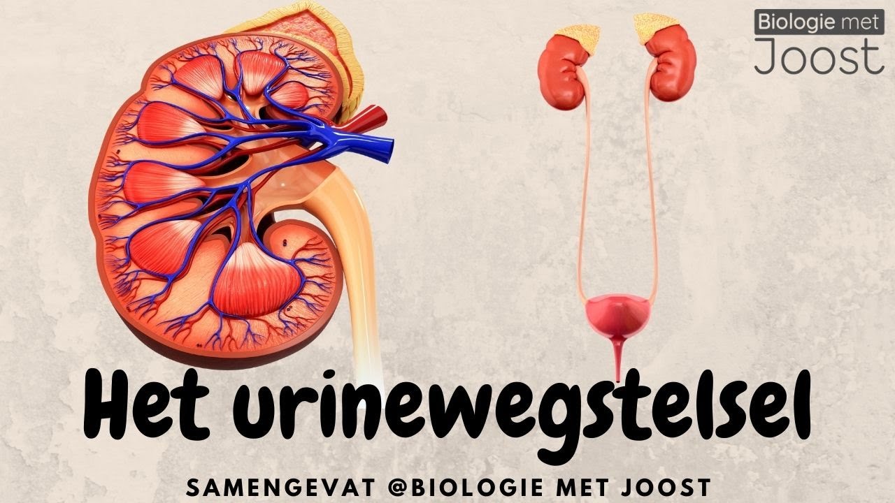 Hoeveel Urine Mag Er In De Blaas Achterblijven