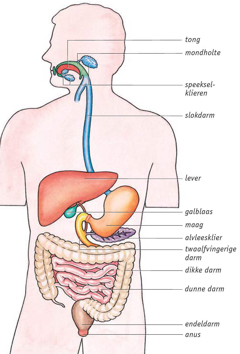 Het verteringsstelsel - Biologie hfd 2 VKC - Waar Zit Je Alvleesklier In Je Lichaam