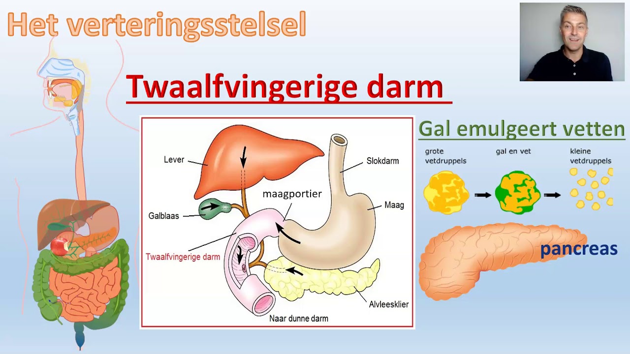Het verteringsstelsel - Voeding en vertering - video 3 van 3 BioDam - Omega 3 Vetzuren In Welke Voeding
