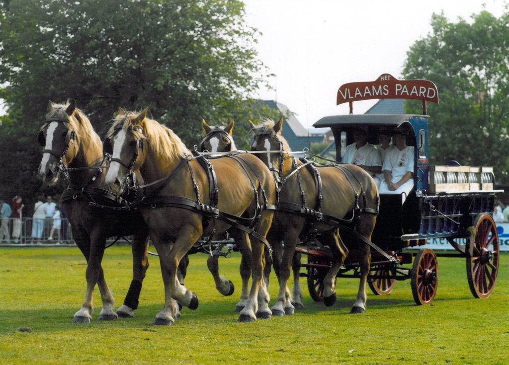 Het Vlaams Paard vzw - Meer informatie over het Vlaams Paard | Rare - Hoe Heet Het Wagentje Bij Paardenraces