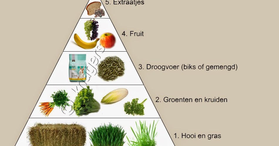 Het Vrolijke Konijnenhol: Groenten en fruit voor je konijn - Hoe Maakt Een Plant Voedsel Voor Mensen En Dieren