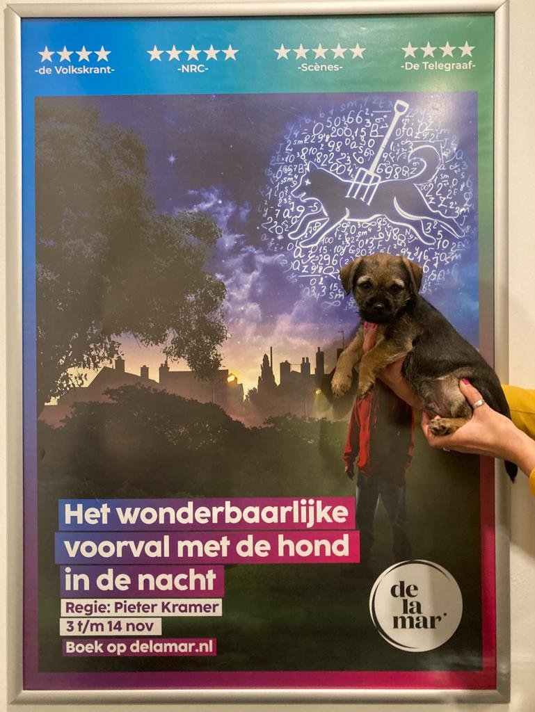 "Het wonderbaarlijke voorval met de hond in de nacht" — Catvertise - Het Wonderbaarlijke Voorval Met De Hond In De Nacht Samenvatting