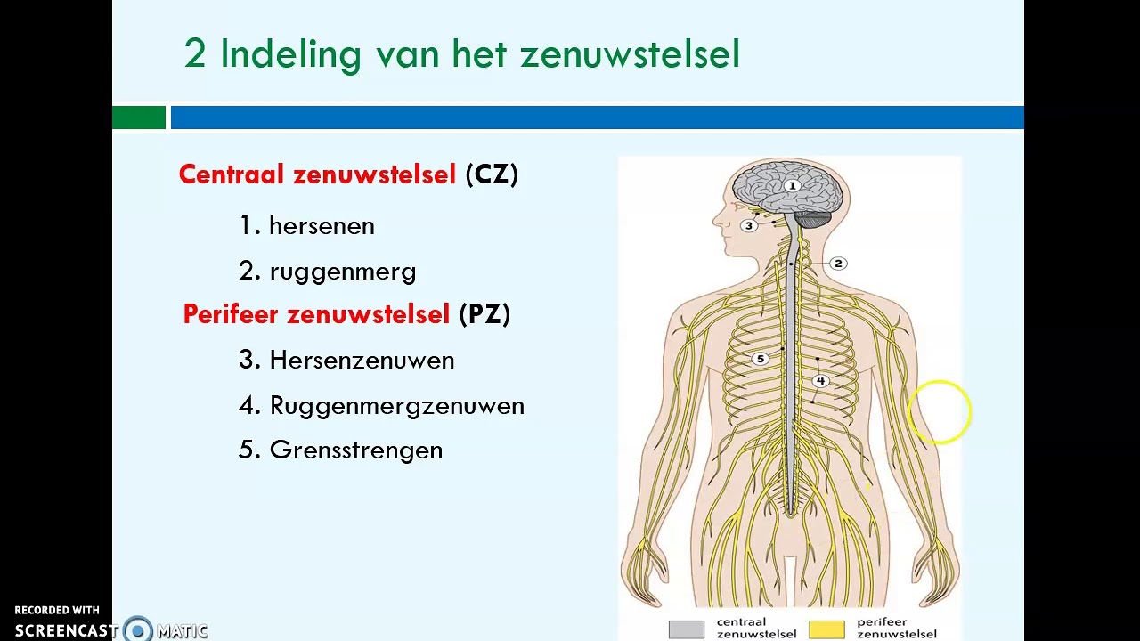 Het zenuwstelsel 1 - YouTube - Wat Is Het Autonome Zenuwstelsel