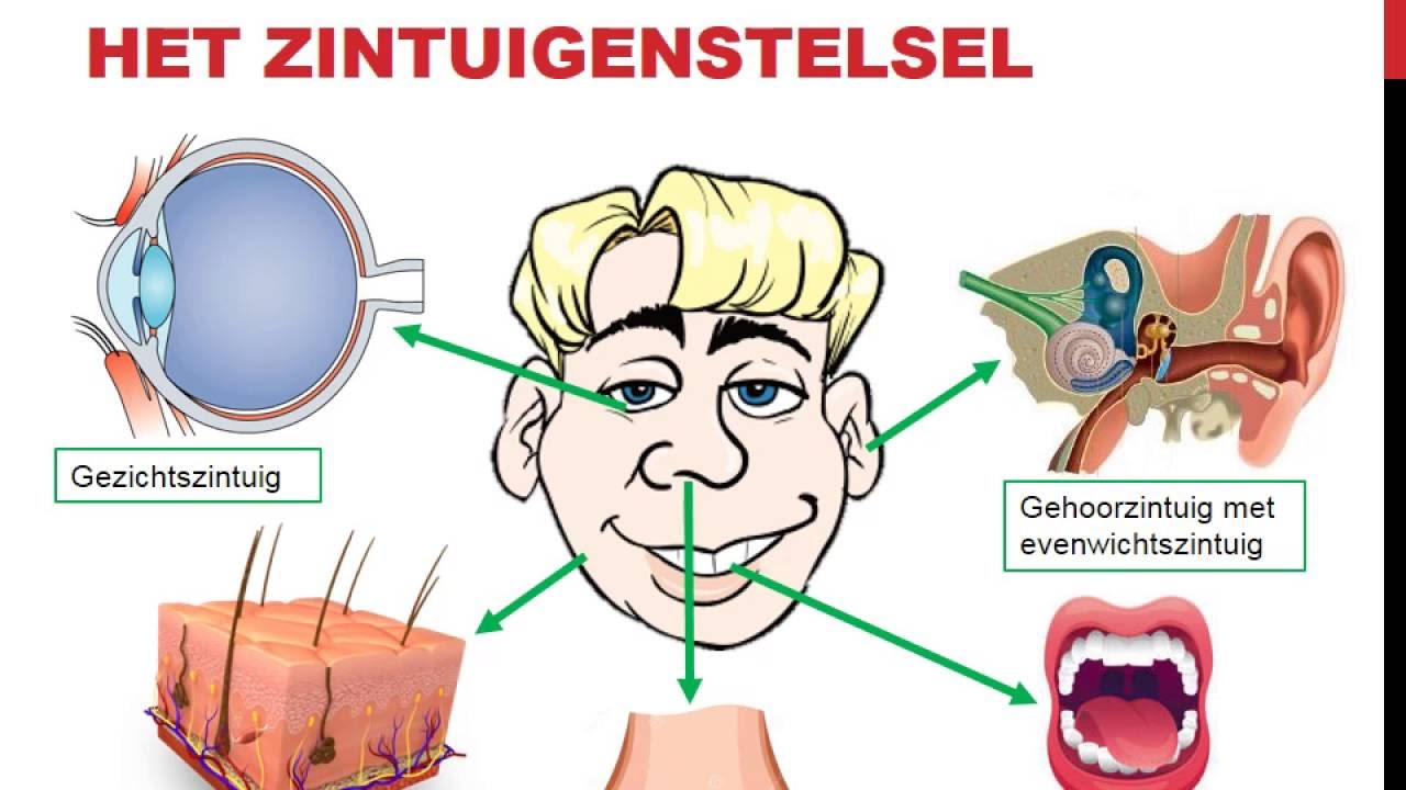Het zintuigenstelsel - YouTube - Hoeveel Hormonen Heeft Een Mens