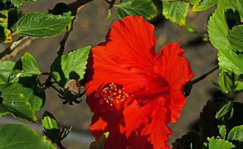 Hibiscus Thee Tegen Hoge Bloeddruk - Hibiscus Tea Benefit - Hibiscus Thee Tegen Hoge Bloeddruk