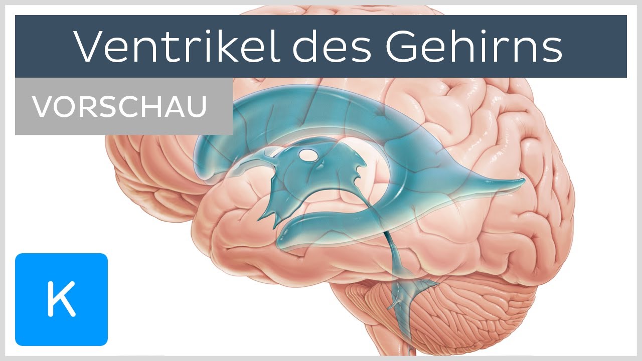 Niet Gedilateerde Linker Ventrikel Betekenis