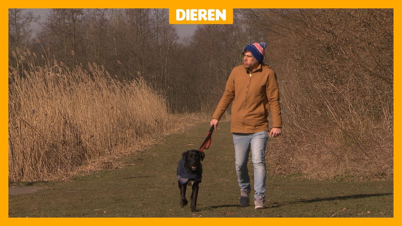 Hoe bescherm je huisdieren tegen de kou? - YouTube - Kamerplant Die Tegen Kou Kan