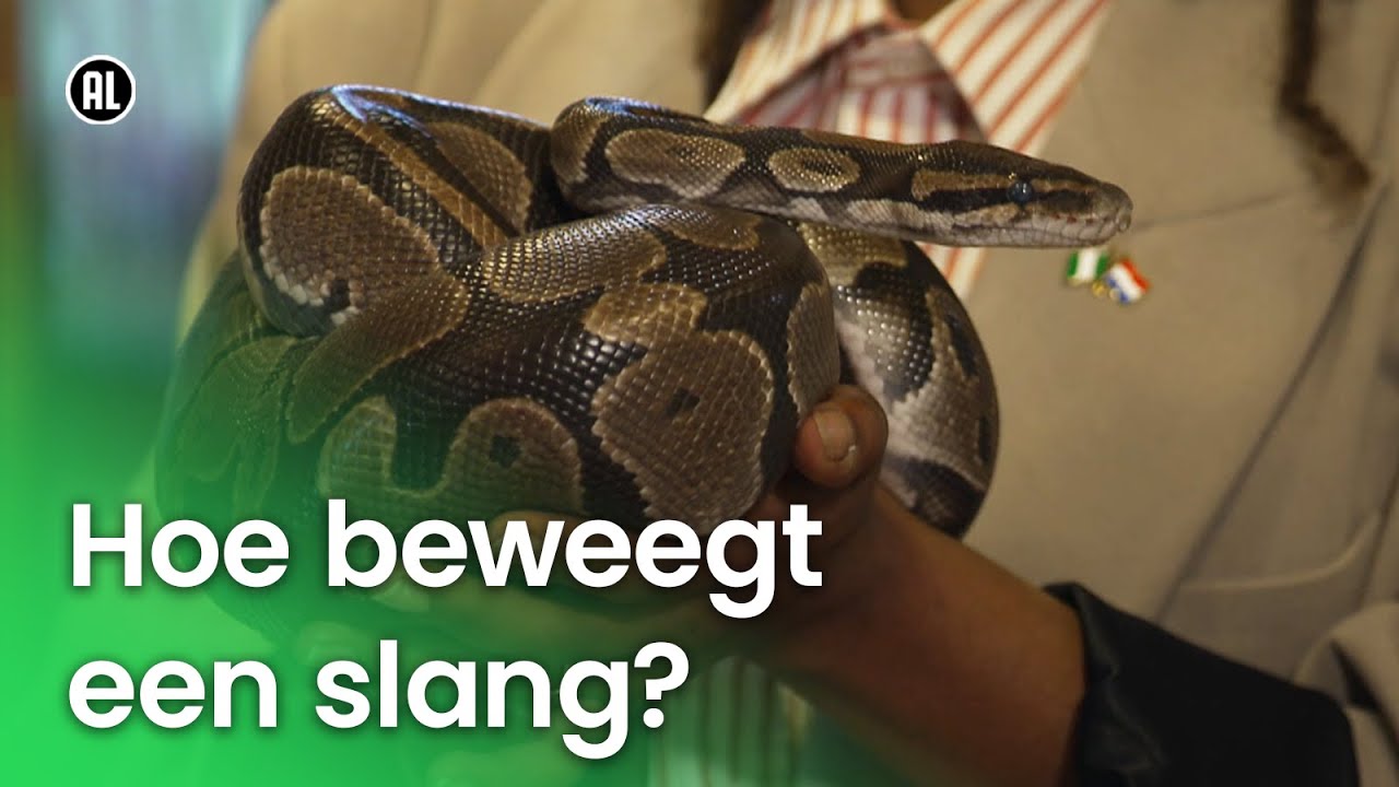 Hoe beweegt een slang? | Vragen van Kinderen - YouTube - Hoe Lang Mag Een Baby Koorts Hebben
