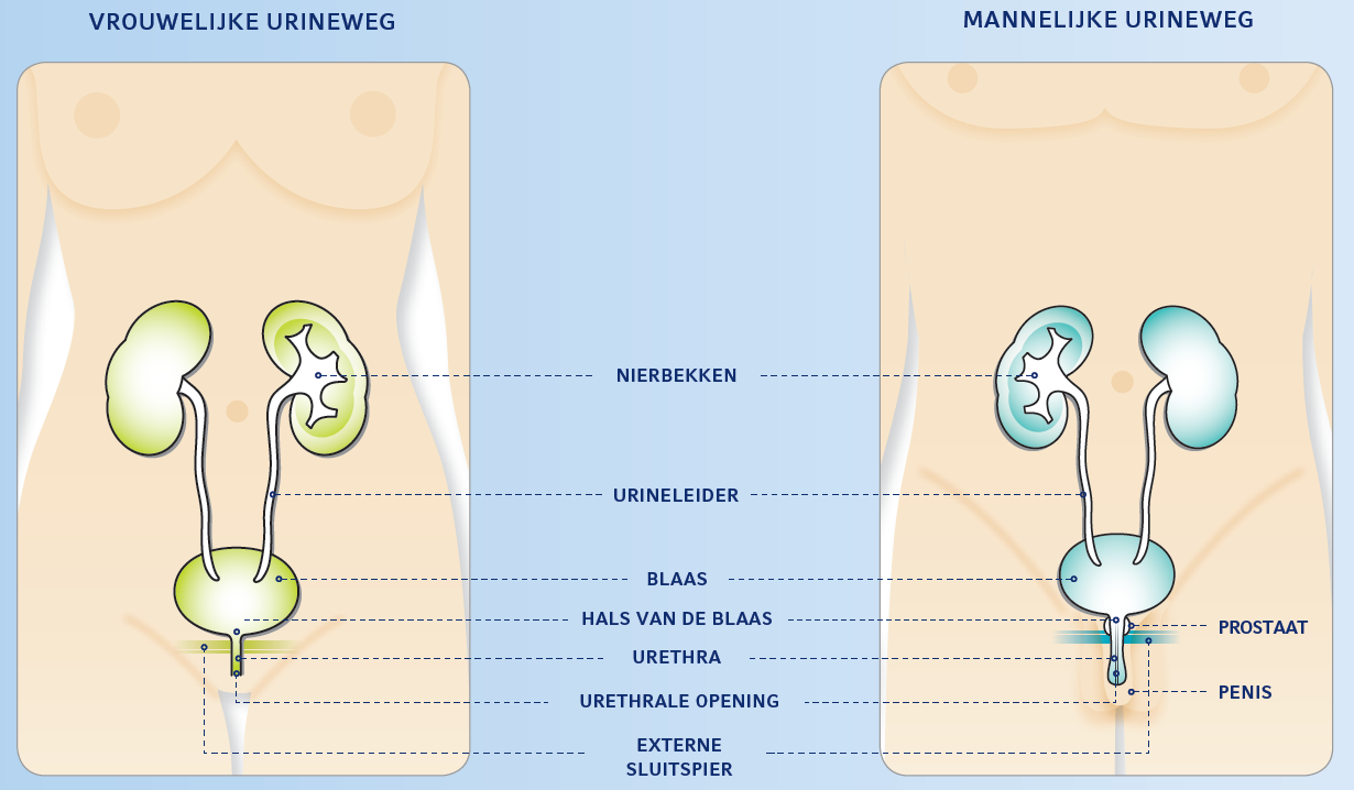 Hoe de blaas en het urinaire systeem werken (NL) - Hoeveel Urine Mag Er In De Blaas Achterblijven