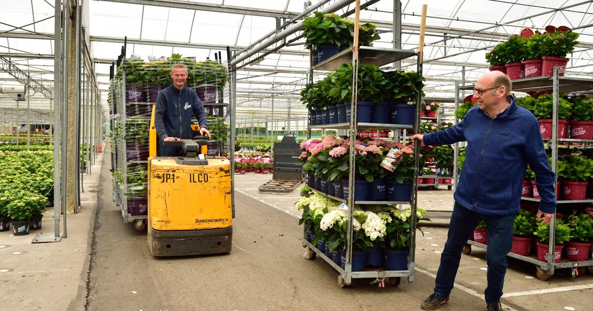 Hoe de sierteelt een wonderbaarlijke opleving kent: Planten zijn niet - Wat Is Een Opleving