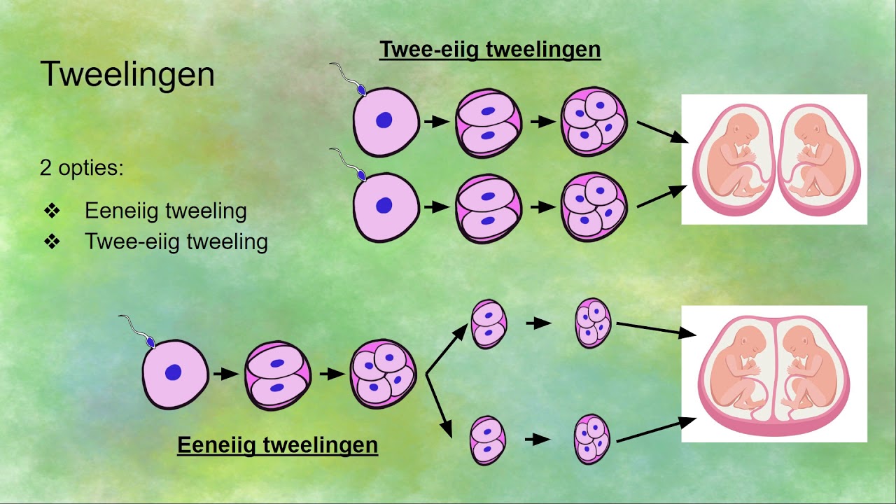 Hoe eeneiig en twee-eiig tweelingen ontstaan - YouTube - Hoeveel Dagen Na Eisprong Bevruchting