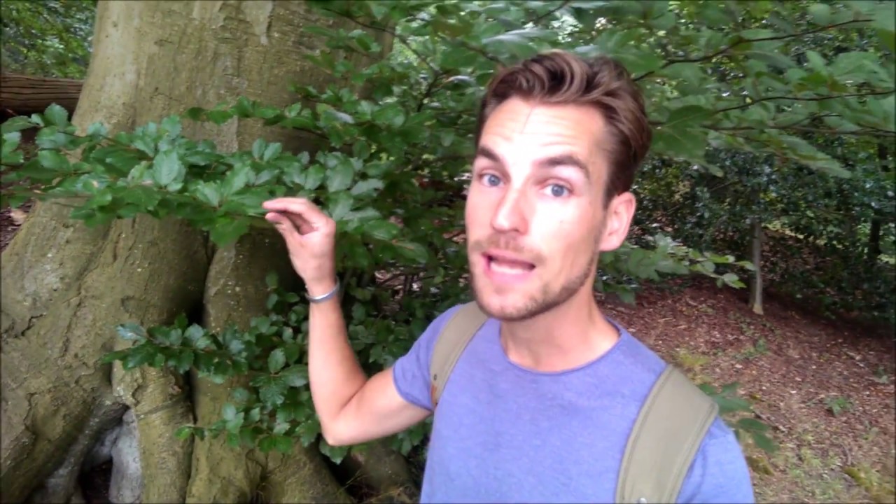 Hoe groeit een boom? - YouTube - Hoe Snel Groeit Een Kwaadaardige Tumor