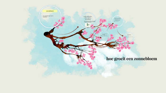 hoe groeit een zonnebloem by Lotte Klaassen on Prezi - Hoe Snel Groeit Een Zonnebloem