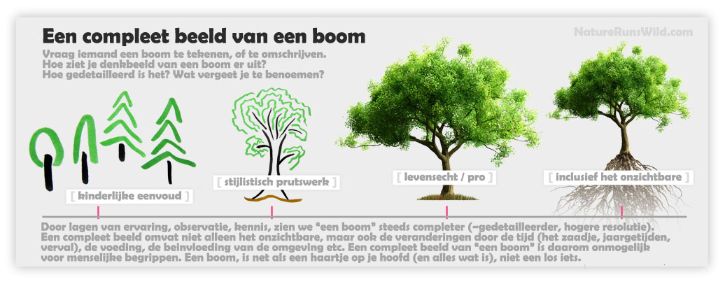 Hoe Heet De Buitenste Laag Van Een Boom