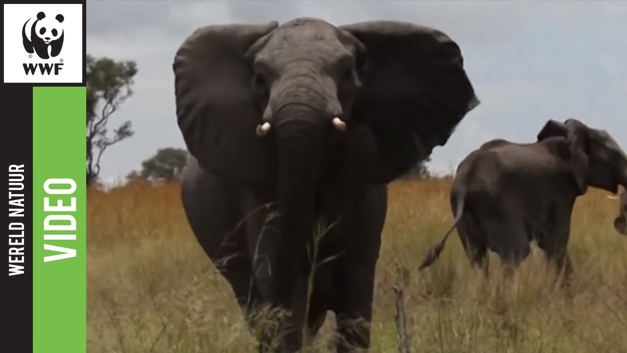 Hoe herken je een Afrikaanse olifant? - YouTube - Hoe Groot Is Een Afrikaanse Olifant