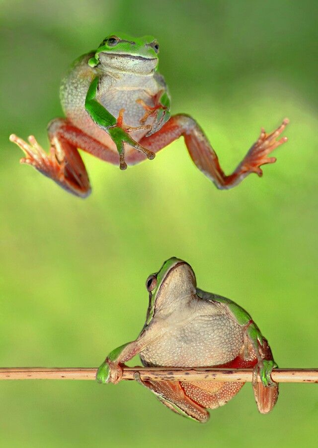 Hoe hoog kan een kikker springen? ;-) | Amphibians, Animals beautiful, Frog - Hoe Hoog Kan Een Kangoeroe Springen