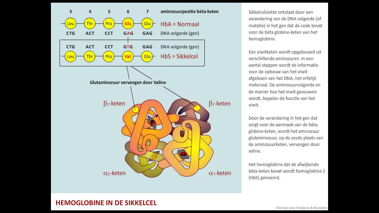 Hoe Hoog Moet Je Hb Zijn