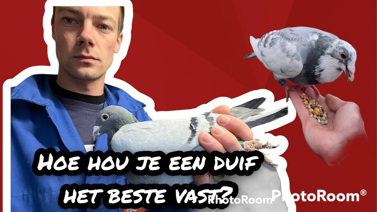 Hoe hou je een duif het beste vast | Postduiven | - YouTube - Hoe Weet Een Postduif Waar Hij Heen Moet