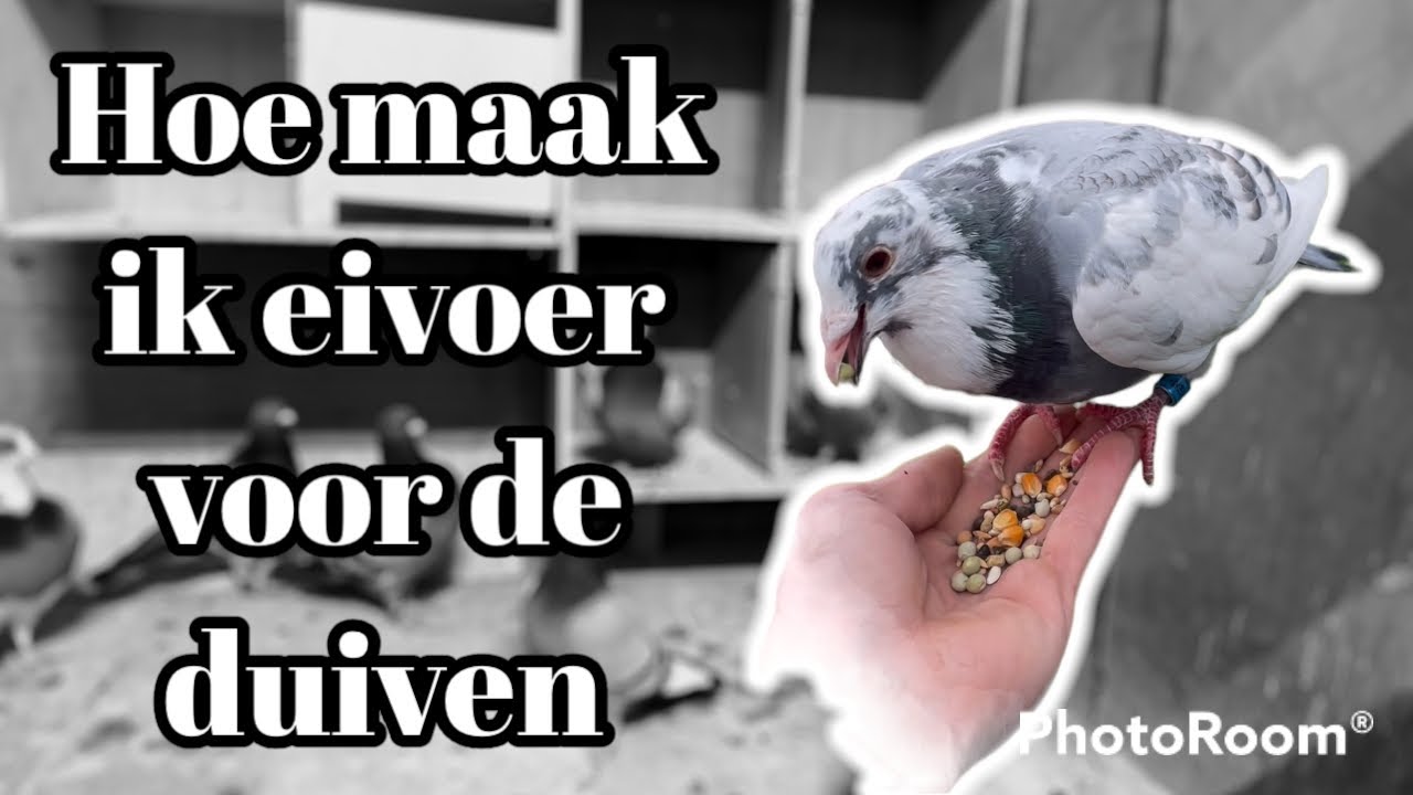 Hoe Weet Een Postduif Waar Hij Heen Moet