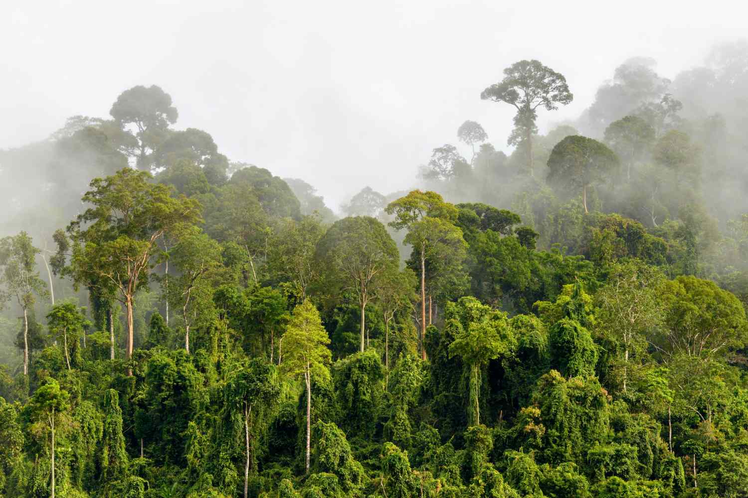 Hoe is het in een tropisch regenwoud? - Hoe Wordt Het Groene Dak Van Het Regenwoud Genoemd