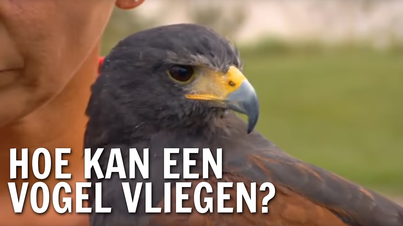 Hoe kan een vogel vliegen? | De Buitendienst over vliegen - YouTube - Hoe Gaat Een Zweefvliegtuig De Lucht In