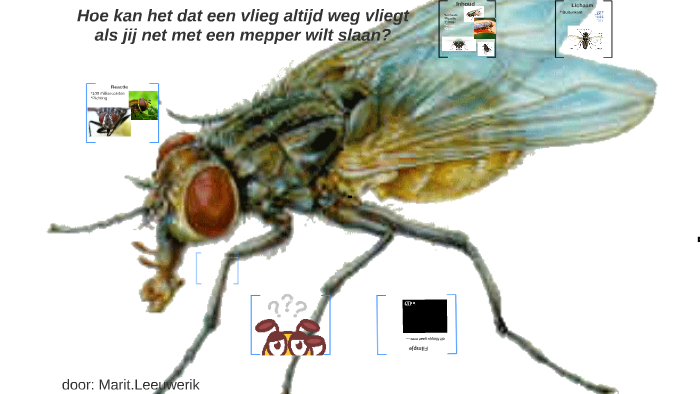 Hoe kan het dat een vlieg altijd weg vliegt als jij net met by marit - Welke Trekvogel Vliegt Als Hij Niet Trekt Zeer Weinig