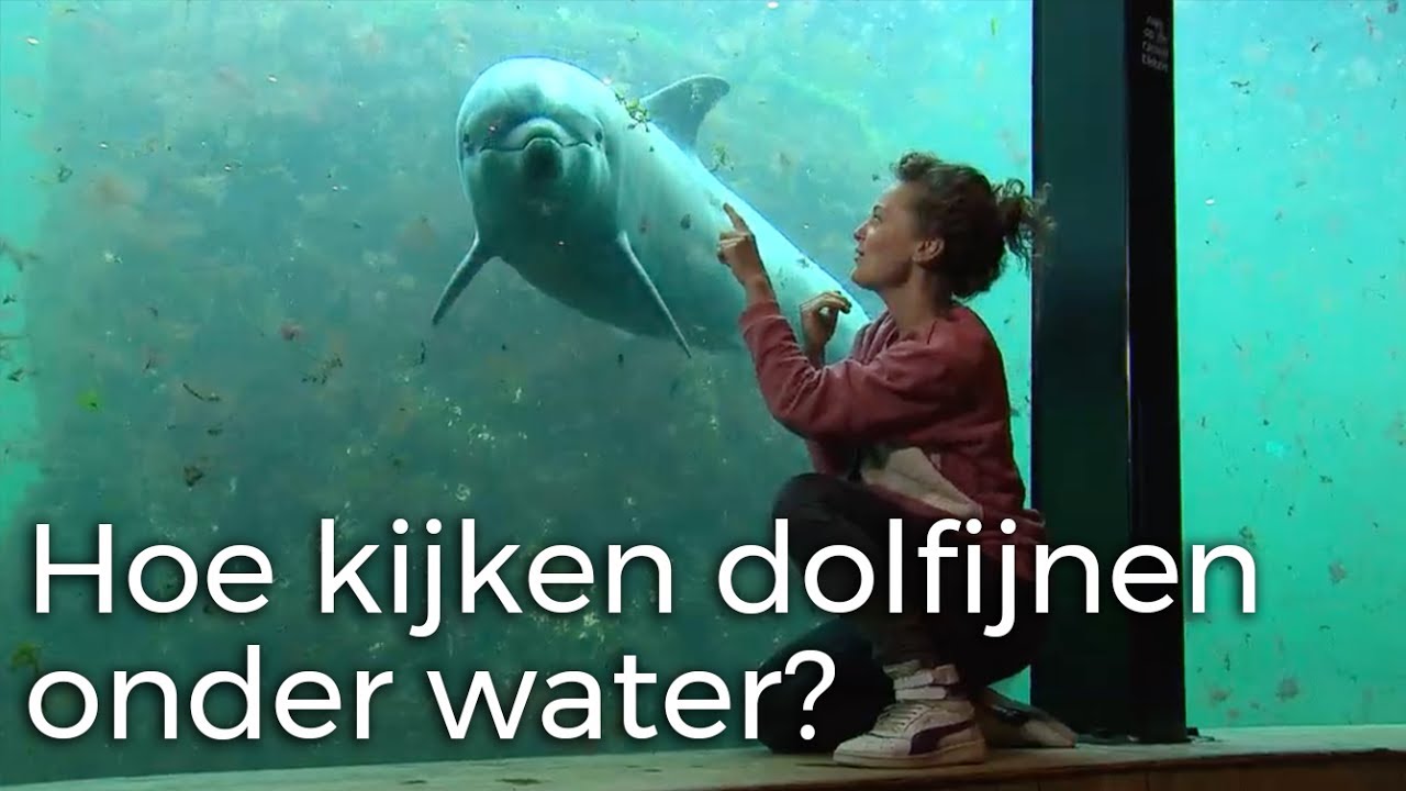 Hoe kijken dolfijnen onder water? | Vragen van Kinderen - YouTube - Wat Zwemt Er In De Noordzee