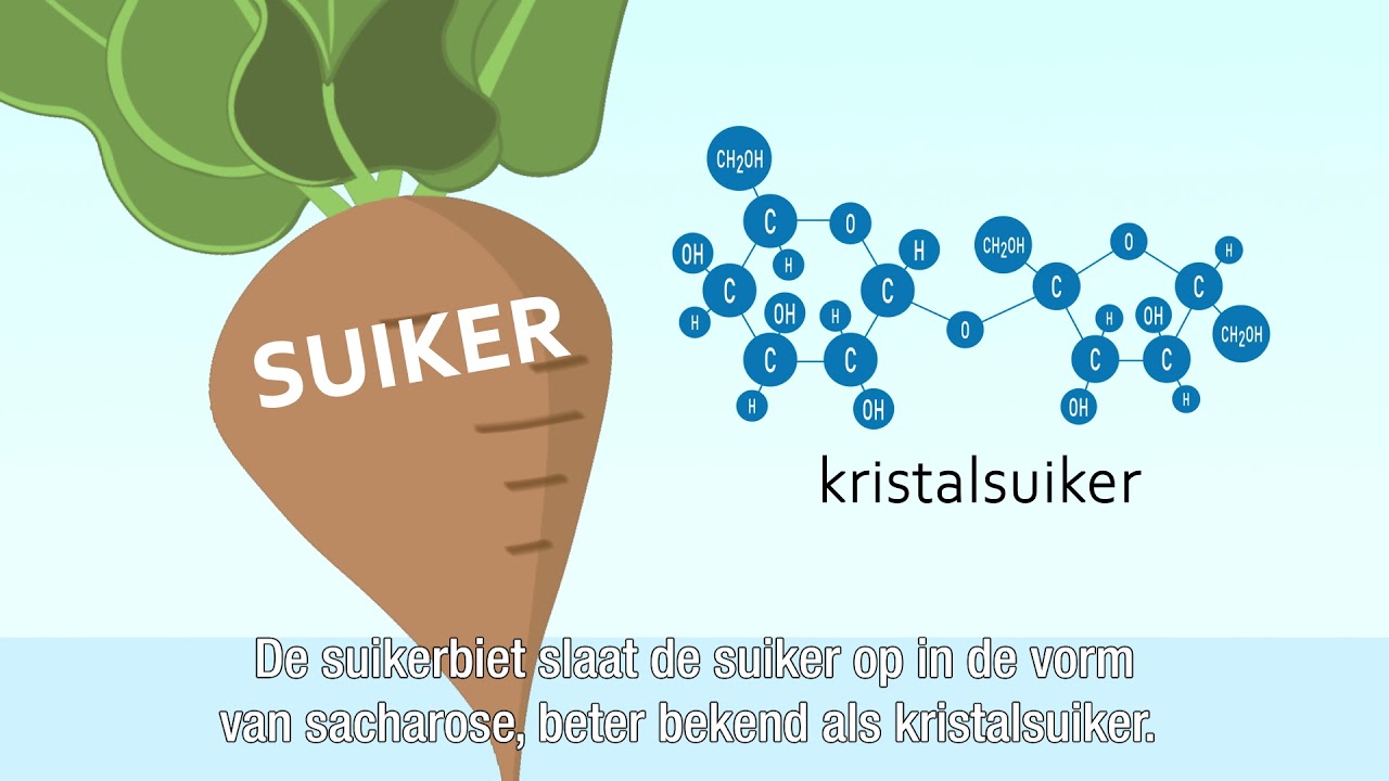 Hoe komt suiker in de suikerbiet? - YouTube - Wat Als Je Suiker Te Laag Is