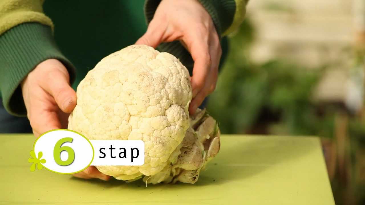 Hoe kweek ik bloemkool? - YouTube - Hoe Ziet Schimmel Op Bloemkool Eruit