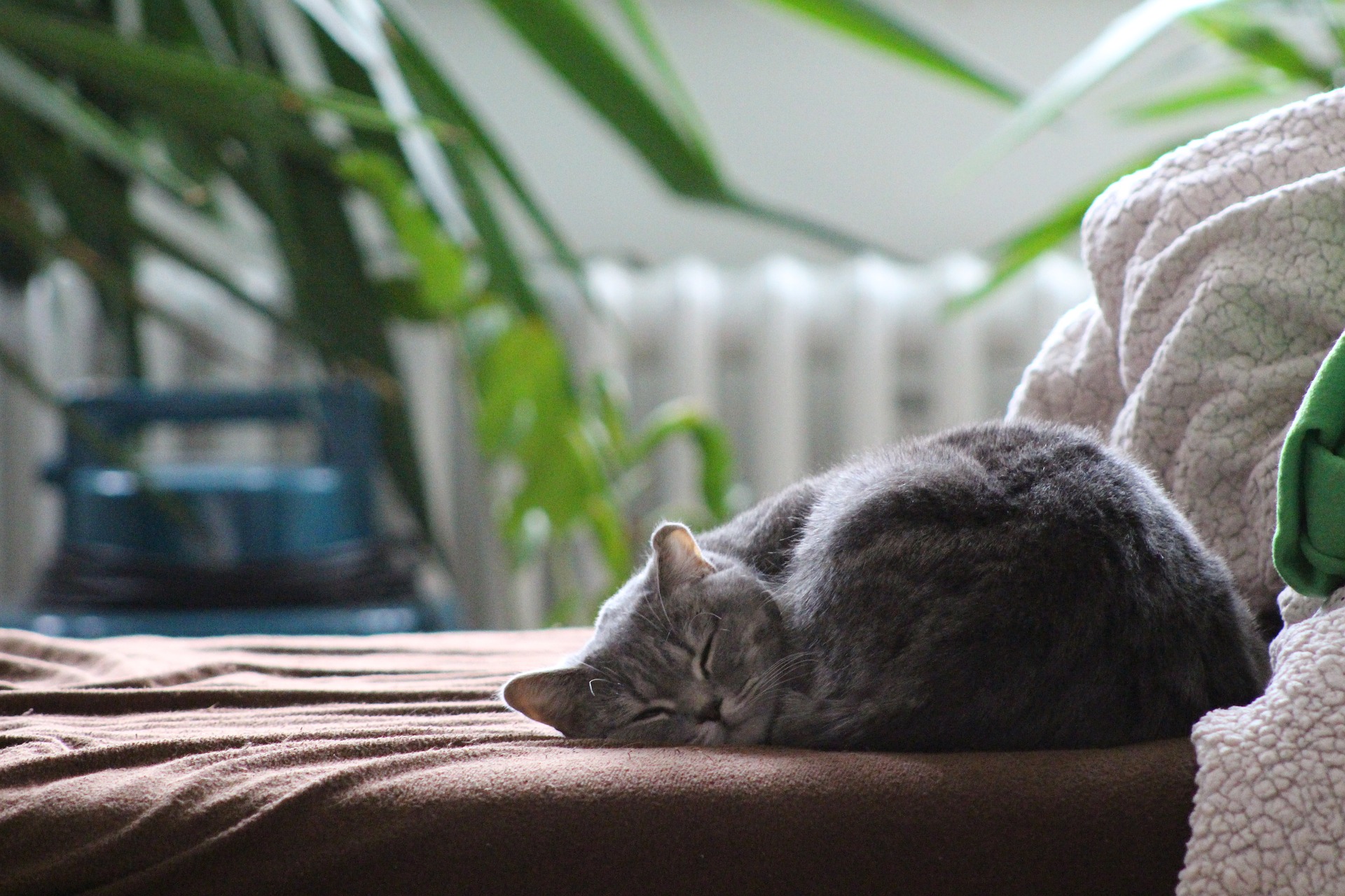 Hoelang Kunnen Katten Alleen Zijn