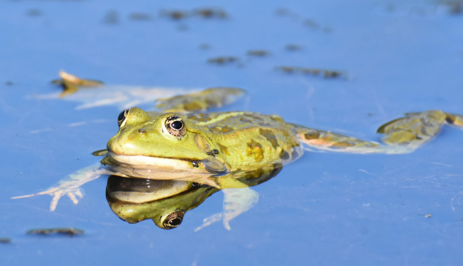 Hoe Lang Kan Een Kikker Onder Water Blijven