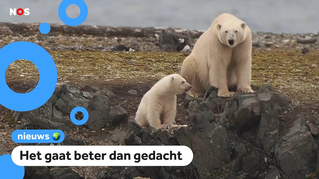 Hoe lang kunnen ijsberen zonder ijs en sneeuw? - YouTube - Hoe Dik Moet Het Ijs Zijn Voor De Elfstedentocht