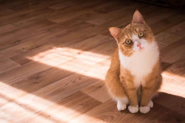 Hoe lang kunnen katten alleen worden gelaten? - Kattenhoekje.nl - Hoelang Kunnen Katten Alleen Zijn
