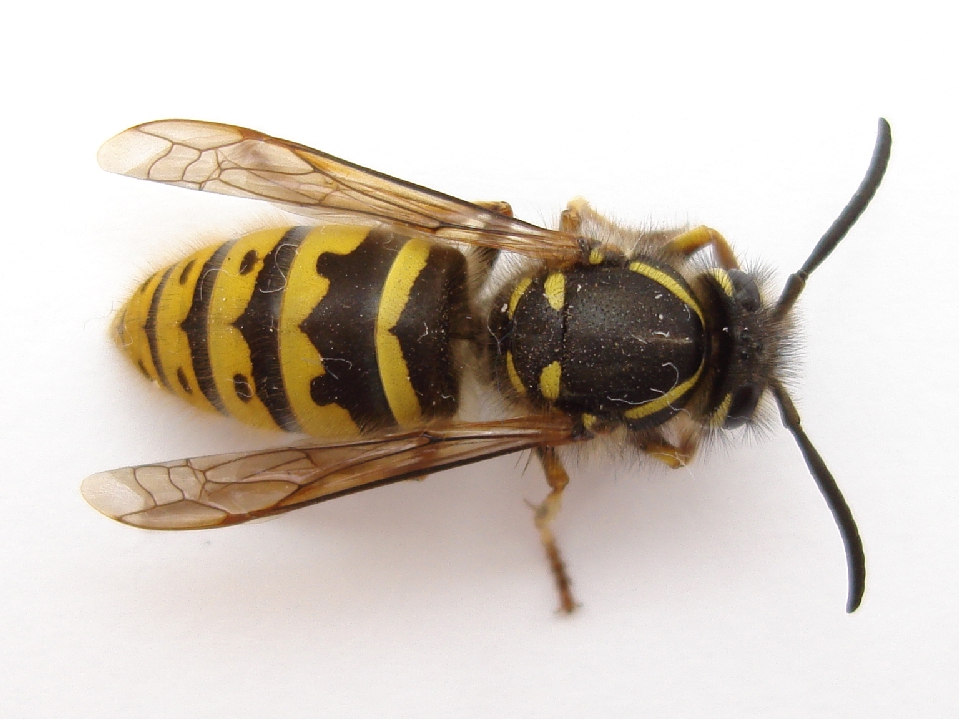 Hoe lang leeft een wesp, wat eet hij, waarom is hij nodig in de natuur - Hoe Lang Leeft Een Wesp Zonder Eten
