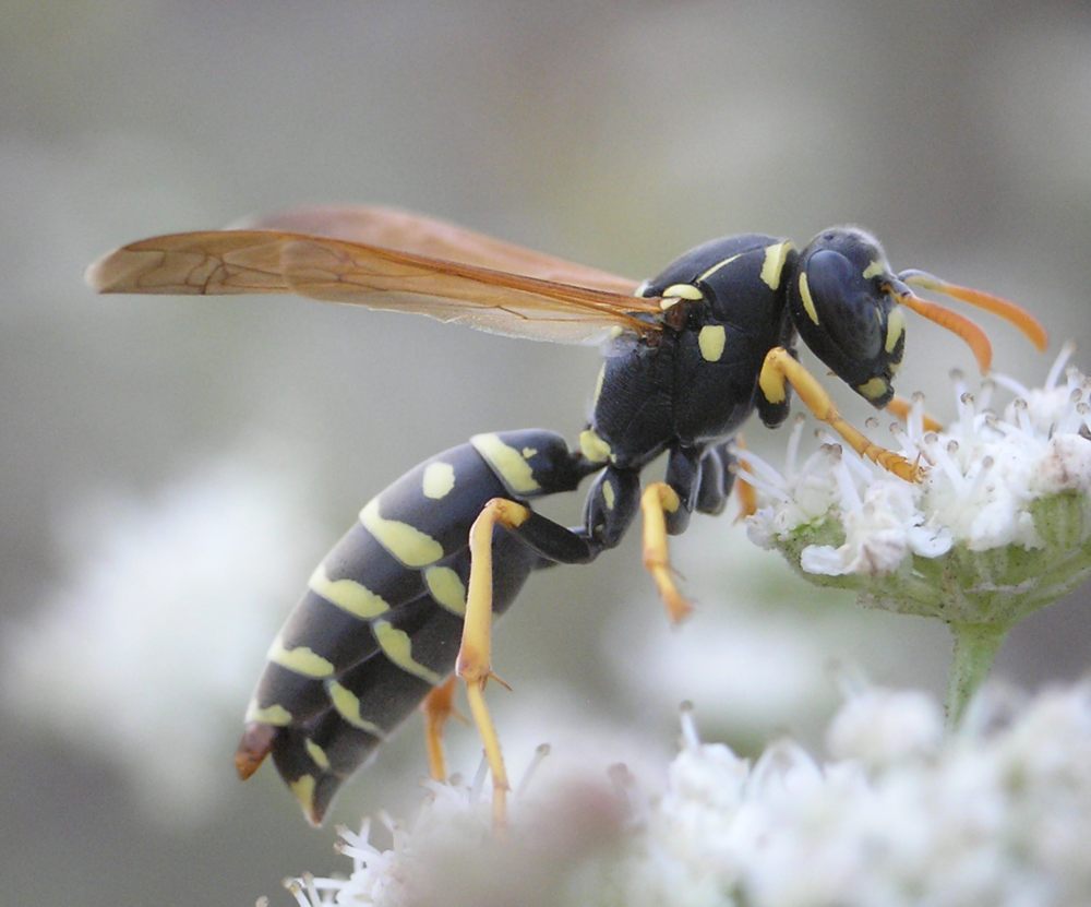 Hoe lang leeft een wesp, wat eet hij, waarom is hij nodig in de natuur - Hoe Lang Leeft Een Wesp Zonder Eten