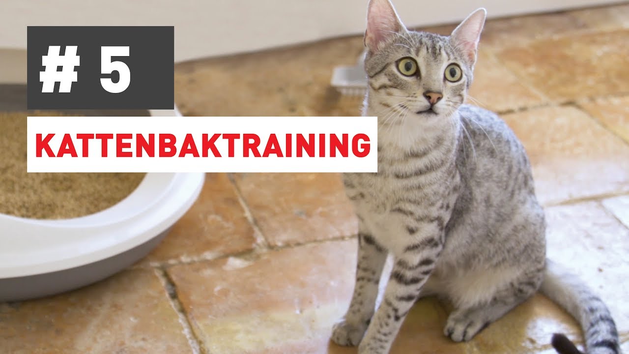 Hoe leer ik mijn kat zijn kattenbak gebruiken? - YouTube - Hoeveel Katten Zijn Er Op De Wereld