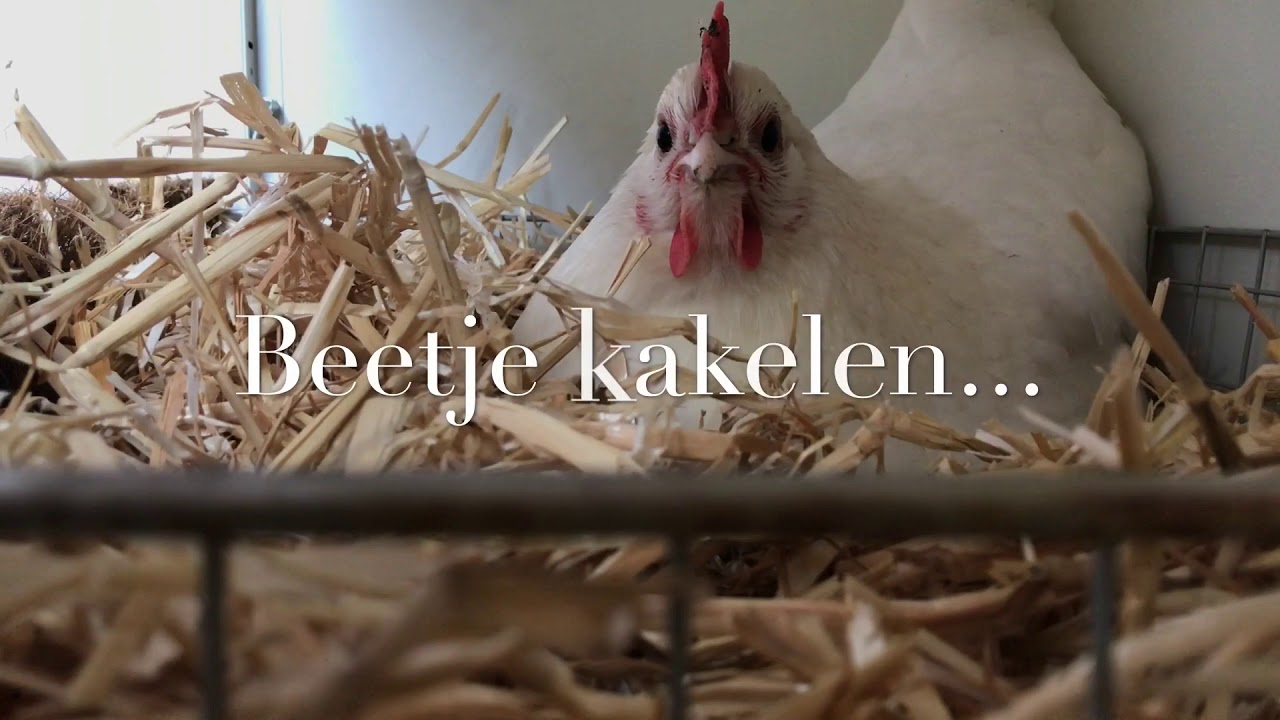 Hoe legt een kip een ei? - YouTube - Hoe Lang Kun Je Kip Bewaren In De Koelkast