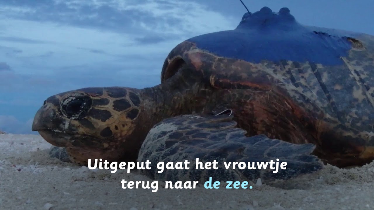 Hoe legt een zeeschildpad eieren? - YouTube - Symptomen Te Veel Eieren Eten
