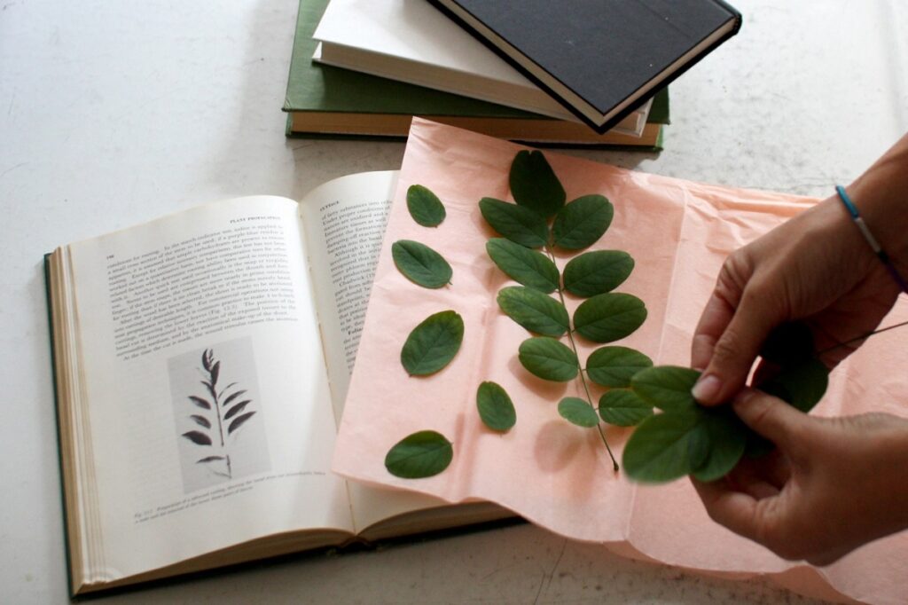 Hoe maak je een herbarium? - Hoe Maak Je Een Herbarium