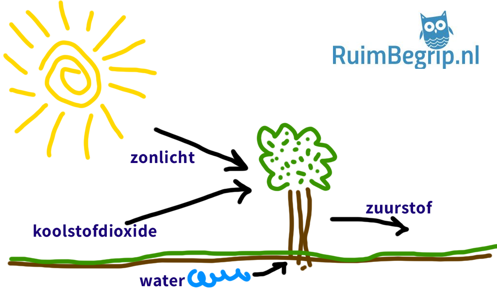 Een Plant Kan Zuurstof Maken Bij Welk Levenskenmerk Hoort Dit