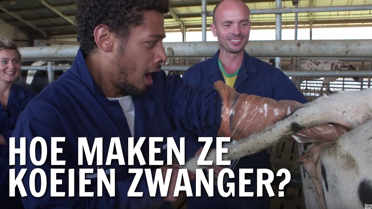 Hoe maken ze koeien zwanger? | De Buitendienst over fokken - YouTube - Hoe Lang Kan Een Kameel Zonder Water